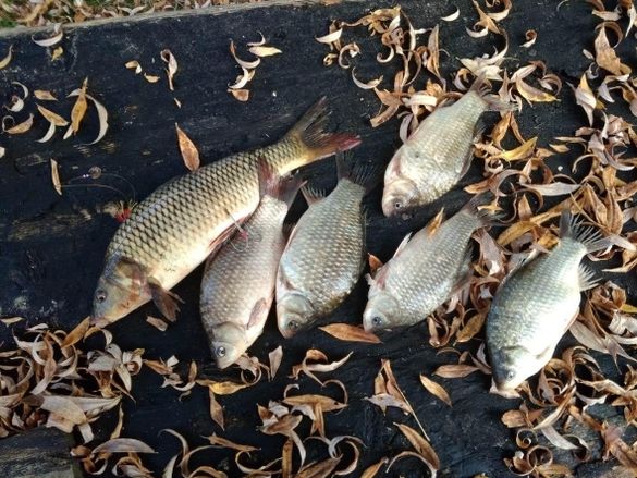 Черкаські браконьєри за місяць виловили понад дві тонни риби
