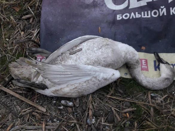 Мисливці-браконьєри застрелили лебедя у заказнику на Черкащині (ФОТО)