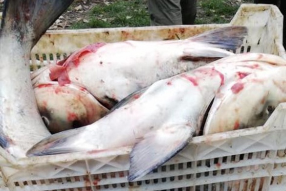 На Черкащині браконьєри наловили риби на дві кримінальні справи (ФОТО)
