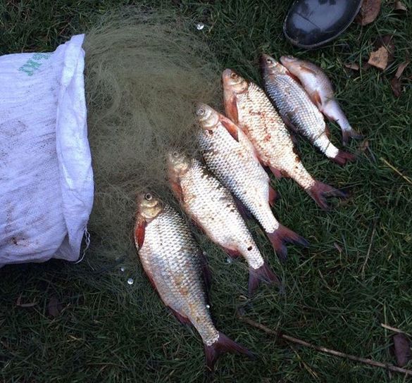 За три дні черкаські браконьєри виловили риби на понад 53 тисячі гривень