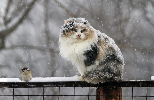 Як у середині січня: на Черкащині очікуються морози й сильний снігопад