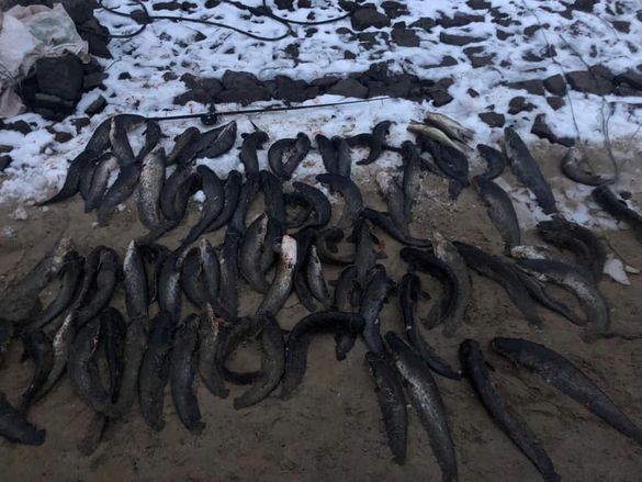 На водосховищі Черкащини браконьєр виловив понад 80 сомів (ФОТО)