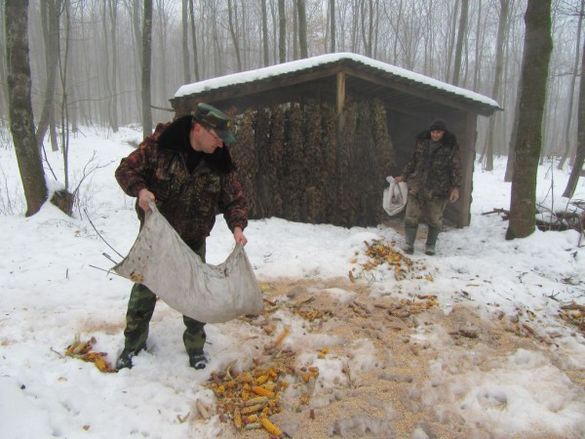 Дикі та голодні: на Черкащині взялися підгодовувати фауну лісу