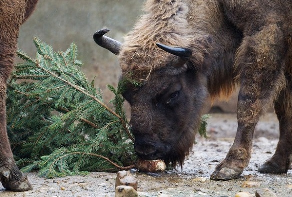 Черкасцям пропонують не викидати новорічні ялинки, а віддати їх до зоопарку