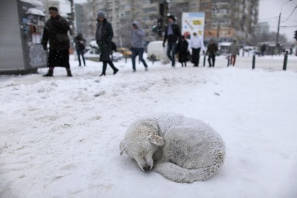 Волонтери  Черкащини просять не проганяти безпритульних тварин, які шукають прихистку від снігу