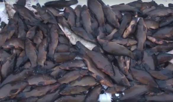 В Черкаській області браконьєри наловили риби на понад 35 тисяч гривень (ВІДЕО)
