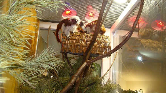 У черкаському зоопарку тваринам новорічні ялинки прийшлись до смаку