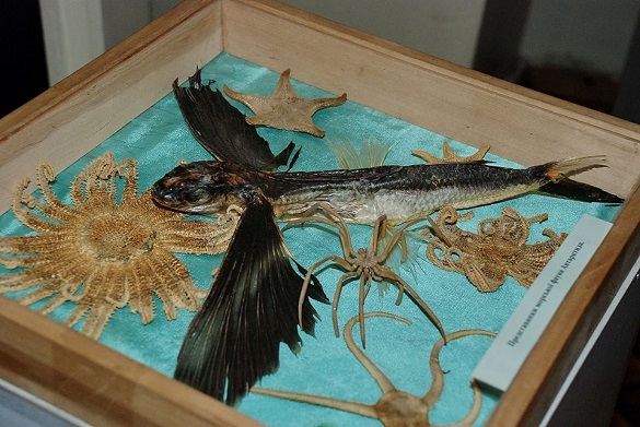 Унікальна летюча риба відтепер знаходитиметься в одному з черкаських музеїв