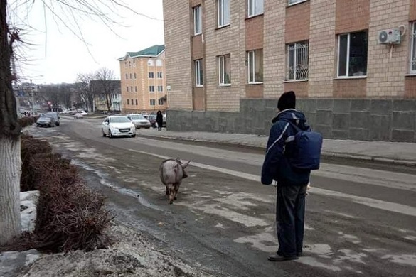 Свиню-втікачку ловили у центрі Тального