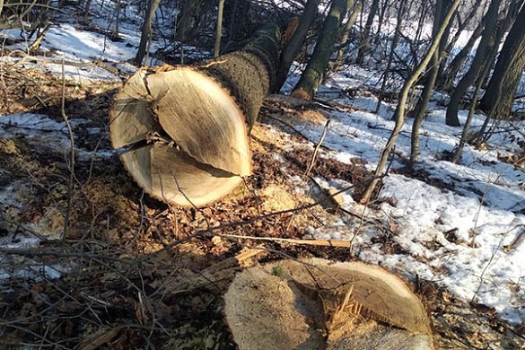 На Черкащині затримали чорних лісорубів, які вирубали дерев на понад мільйон гривень (ФОТО)