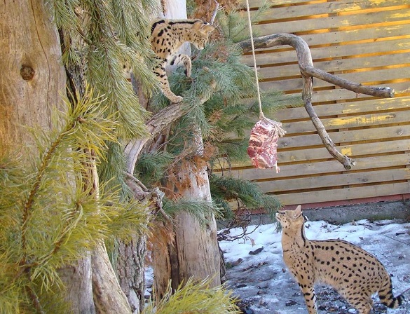 Аби отримати їжу, мешканцям черкаського зоопарку доводиться її здобути (ФОТО)