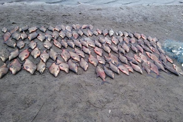 На Черкащині виявили сітки з рибним уловом на майже 33 тисячі гривень (ФОТО)