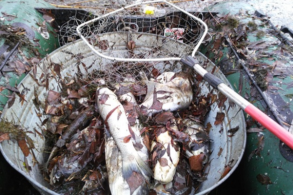 У Смілі небайдужі очистили озеро від мертвої риби (ФОТО)