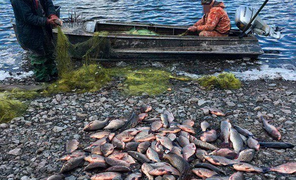 На Черкащині браконьєри наловили риби на понад 100 тисяч гривень (ФОТО)