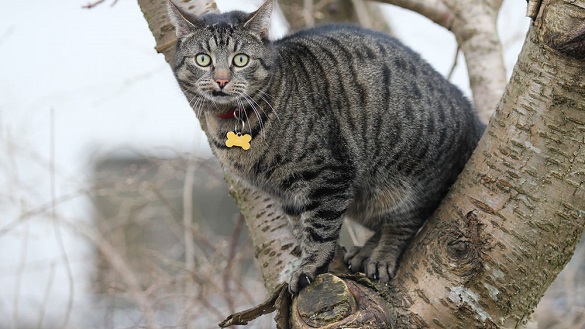 На Черкащині рятувальники вдруге за тиждень знімали з дерева кота