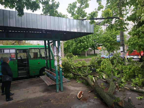 На черкаську маршрутку впало дерево (ФОТО)