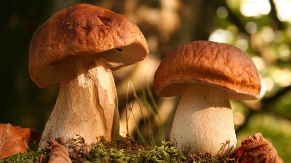 На Черкащині жінка отруїлася грибами