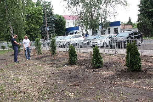 У черкаській гімназії відновили алею туй, де були викрадені дерева (ФОТО)