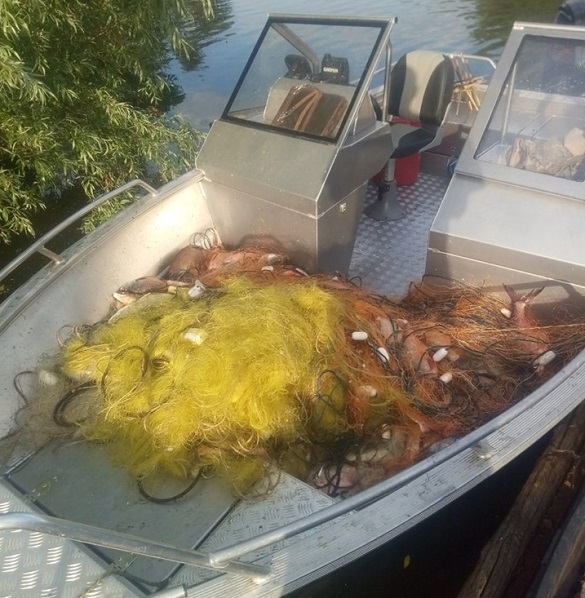 На Черкащині браконьєри наловили риби на понад 5 тисяч гривень