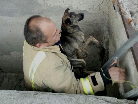 На Черкащині з ями врятували чотирилапого (ФОТО)