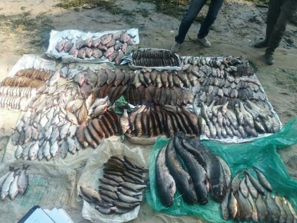 На Черкащині браконьєри наловили риби на майже півмільйона гривень
