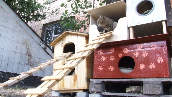 На Черкащині школярі майструють будиночки для безпритульних тварин (ВІДЕО)