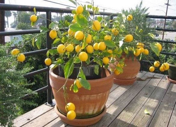У одному із лісових господарств Черкащини почали достигати лимони Мейєра (ВІДЕО)