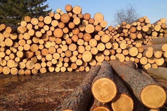 Службовця одного з черкаських лісництв підозрюють у розтраті лісоматеріалів