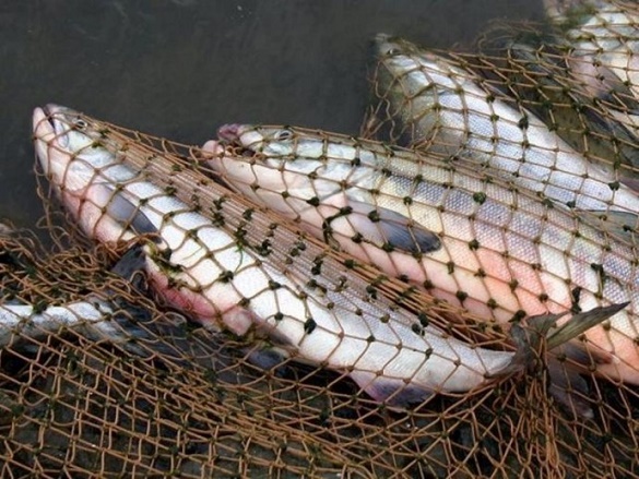 Бракон'єр на Черкащині виловив понад 500 рибин