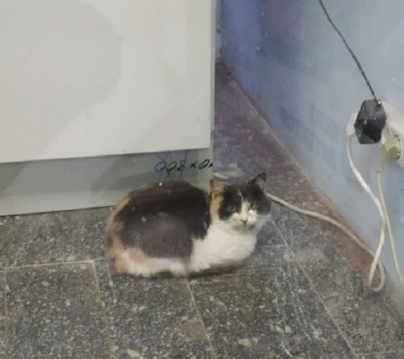 З банкомату у Черкасах врятували кішку (ФОТО)
