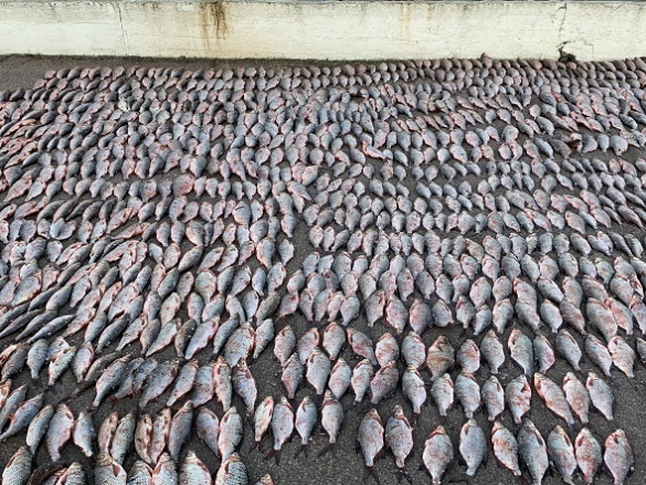 Поблизу Черкас на Кременчуцькому водосховищі виявили 600 кілограмів свіжовиловленої риби (ФОТО)