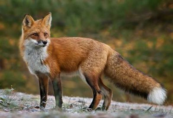Лисячі атаки: на Черкащині лисиці знищили свійську птицю у господарів