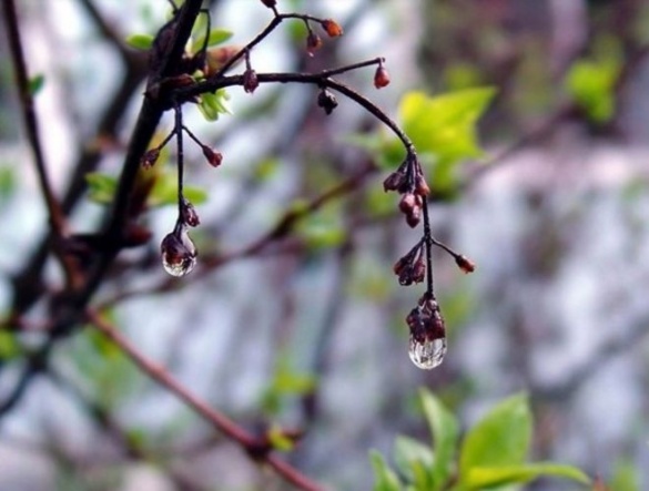 Тиждень на Черкащині розпочнеться з дощів - синоптики