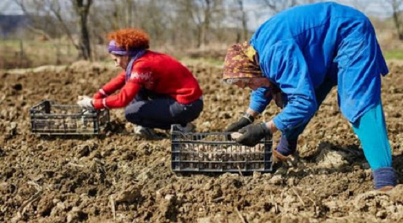У Кам'янці хворі на коронавірус садять картоплю та працюють на городах