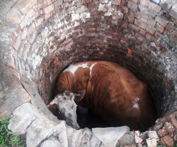 З ями на Черкащині рятували корову (ФОТО)