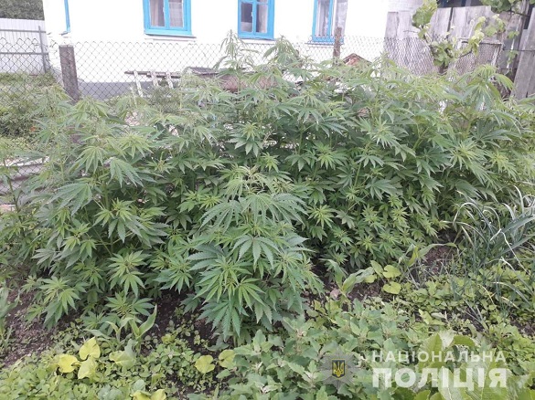 Жінка на Черкащині вирощувала коноплю на городі (ФОТО)