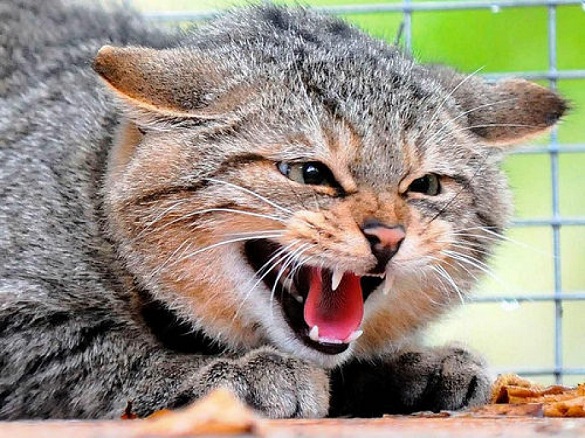 Скажена кішка на Черкащині покусала власних господарів