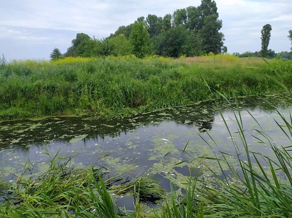 Через злив відходів у річці на Черкащині загинула вся риба (ФОТО)