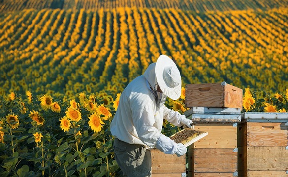 Пасічники Черкащини можуть отримати відшкодовування вартості бджіл