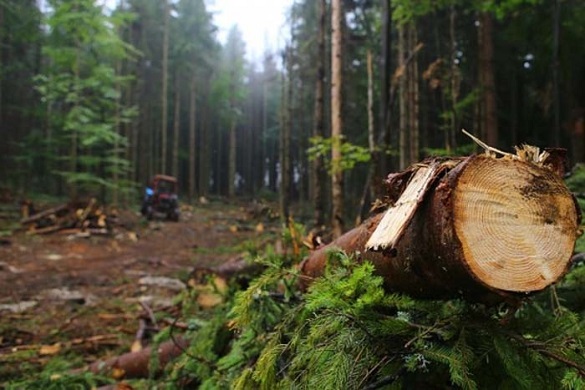 Посадовцям лісгоспу на Черкащині загрожує ув`язнення через хабарі