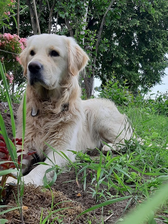 За собаку, який зник, на Черкащині пропонують 8 тисяч гривень (ФОТО)