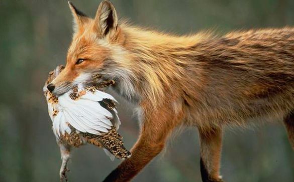 Черкащина потерпає від нашестя червоних лисиць