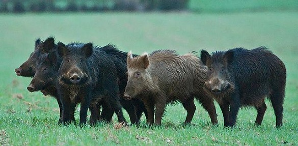 Село на Черкащині оточили дикі свині (ВІДЕО)
