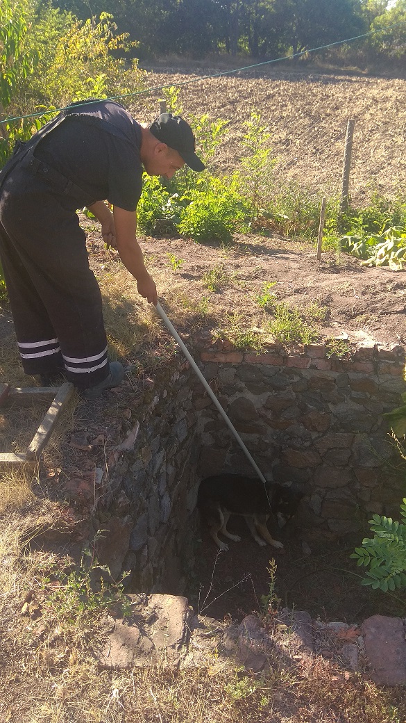 У Черкаській області рятували чотирилапого, який впав у яму (ФОТО)