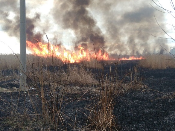 Пожежа сухої трави та очерету сталася в Черкаській області (ВІДЕО)