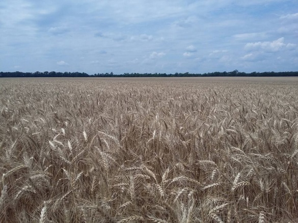 Черкаські аграрії вже намолотили перший мільйон зерна нового врожаю