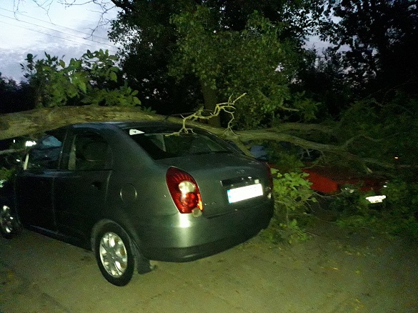 На автомобілі в Черкасах впало дерево (ФОТО)