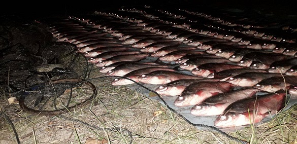У Черкасах на Дніпрі затримали браконьєра, який наловив риби на понад 15 тисяч гривень (ФОТО)