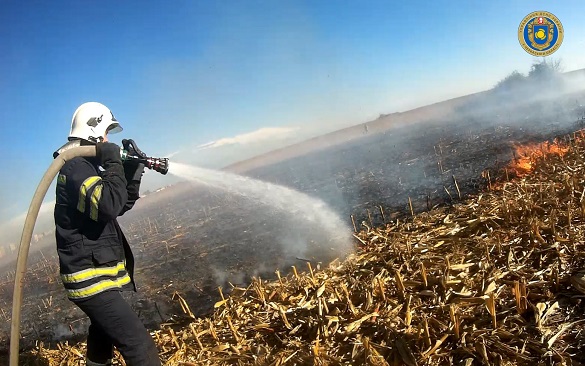 Близько години в Черкасах гасили пожежу на кукурудзяному полі (ВІДЕО)