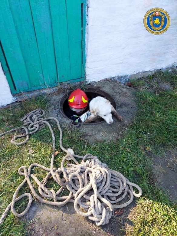 Із вигрібної ями на Черкащині врятували собаку (ФОТО)
